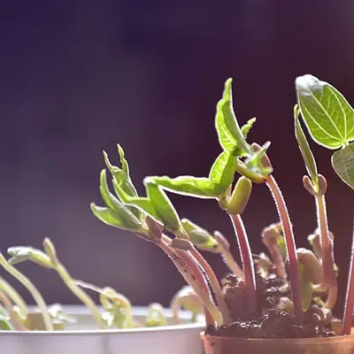 Potatura di allevamento e formazione
