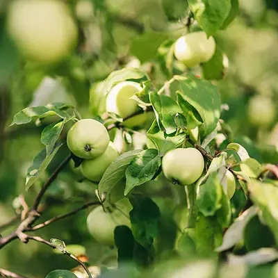 Potatura di produzione
