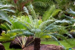 potatura palme