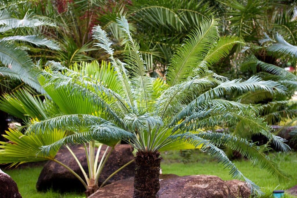 potatura palme