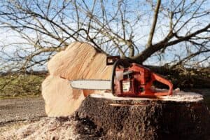 abbattimento alberi roma