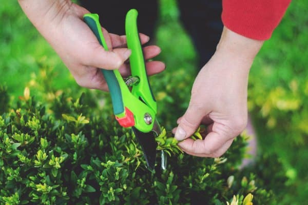 Servizio di potatura alberi e piante nei giardini privati e condominiali a Roma