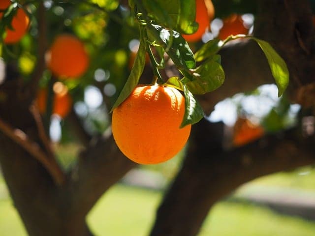 Potatura Arancio Roma