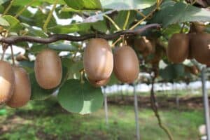 potatura kiwi roma