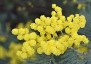 potatura mimosa roma