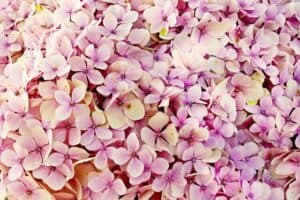 Potatura ortensie per una crescita rigogliosa