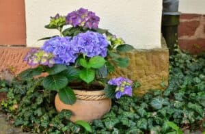 potatura ortensie in vaso