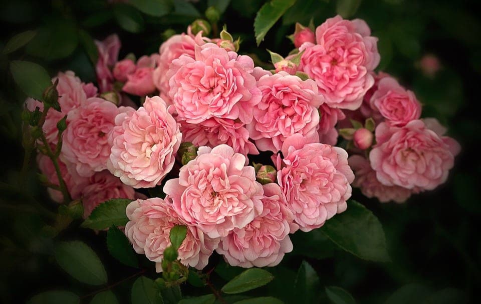 potatura rose tappezzanti
