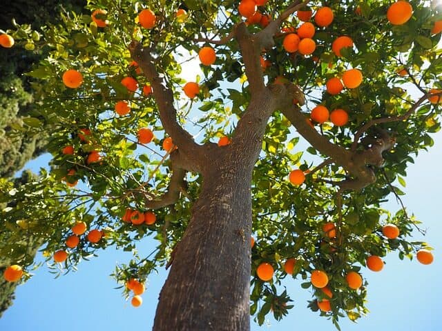 Come e quanto potare l'arancio