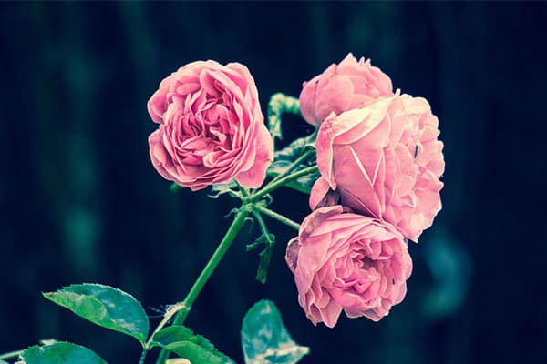 rose a cespuglio