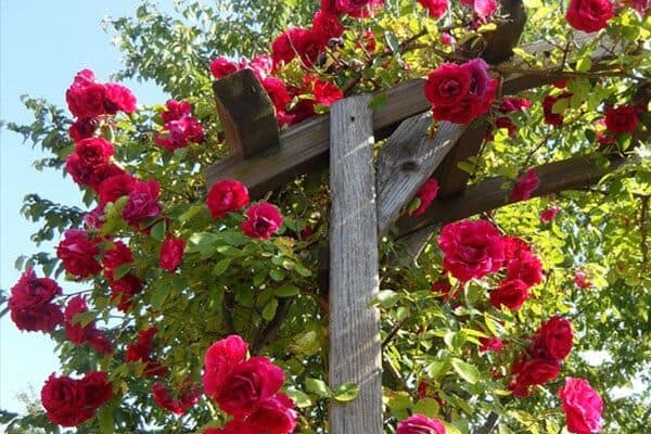 rose rampicanti