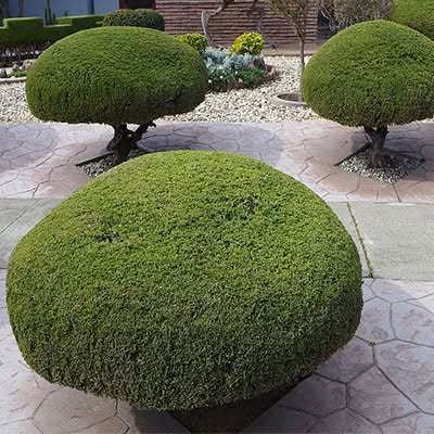 Servizio di manutenzione giardini a Roma