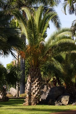 Potatura palme punteruolo rosso