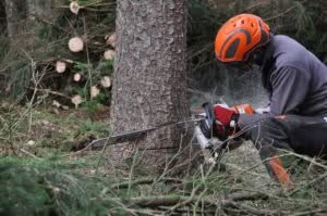 abbattimento alberi alto fusto roma