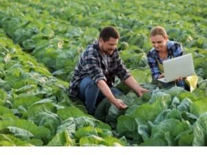 Due agronomi esaminano piante di cavolo in un campo, durante una consulenza agronomica