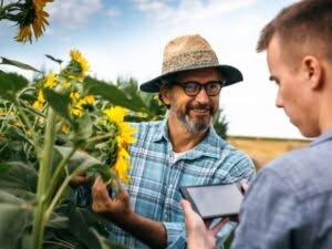 Un agronomo fornisce consulenza agronomica su piante di girasole, mostrando i dettagli a un collega con un tablet.