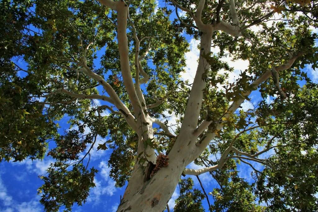 potatura alberi condominiali