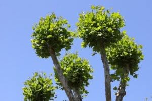 alberi condominiali pericolanti