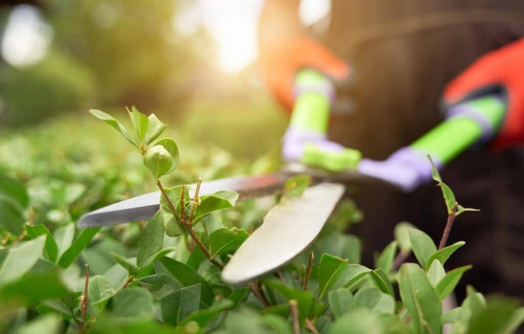 tecniche di potatura di alberi e piante